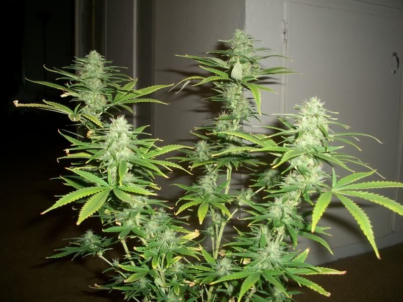 100_1010.jpg