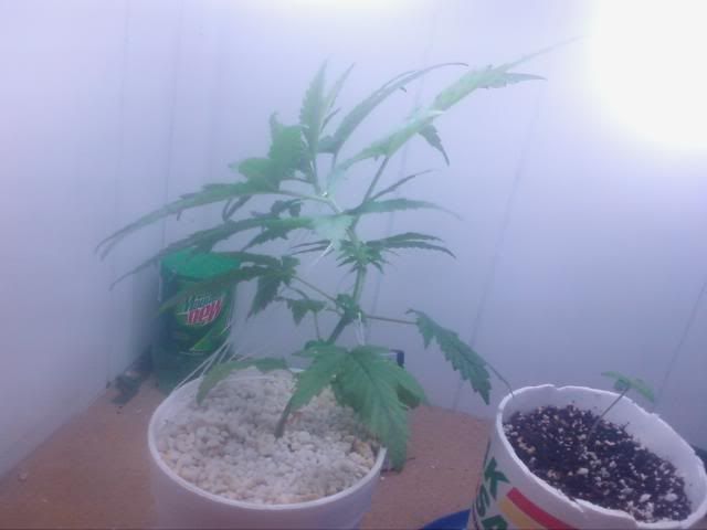 lst.jpg
