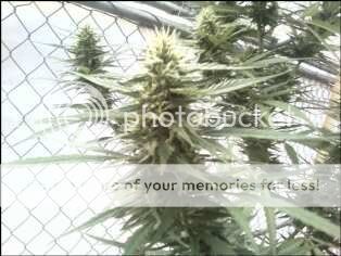 94ee39f7.jpg