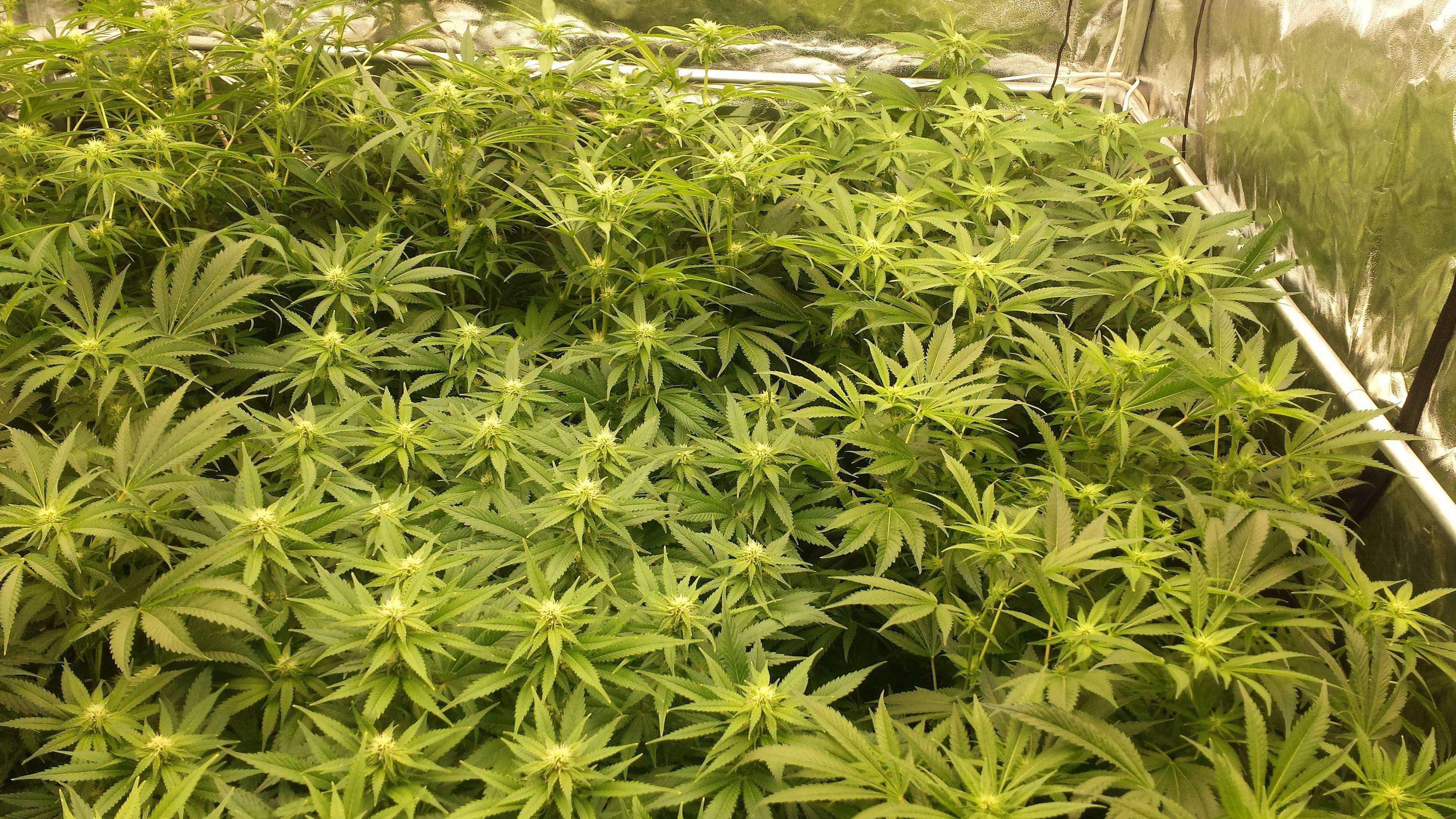 AFlL52f.jpg