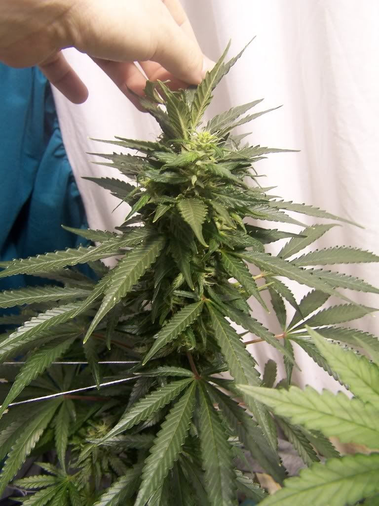 July6picsofcrop008.jpg