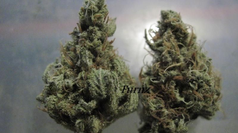 2buds.jpg