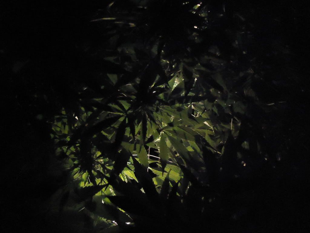DSC06189.jpg