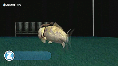 tumblr_muf9t3G2nx1six5loo1_400.gif