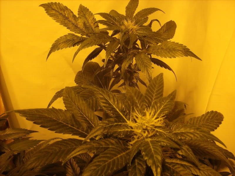 plants16008.jpg