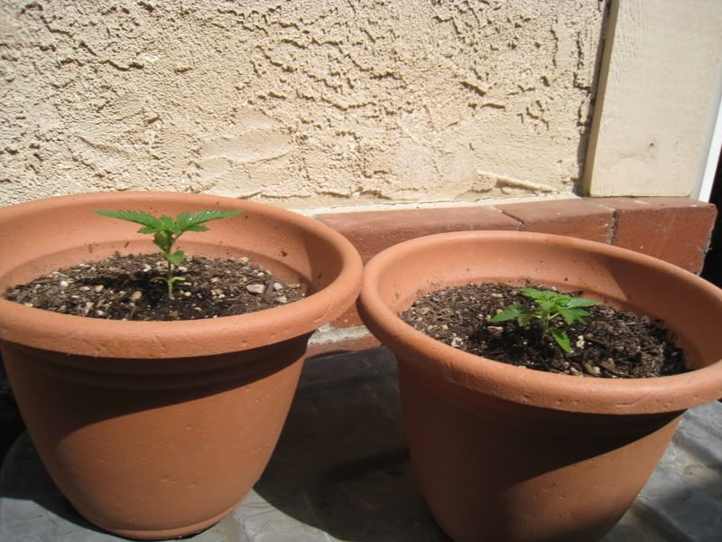 Picture009.jpg