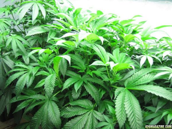 sour_kush5.jpg