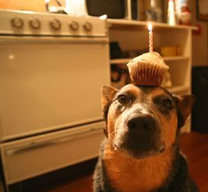 cupcake-1.jpg
