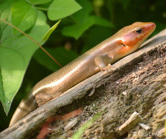 BroadHeadSkink%20TL.jpg