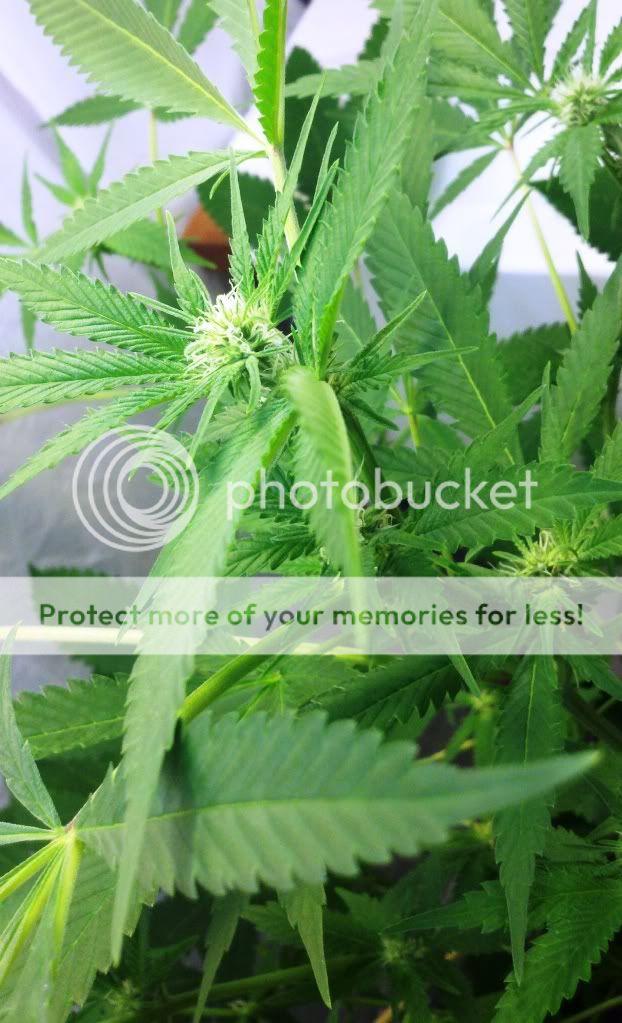 2011-08-08_15-54-13_777.jpg