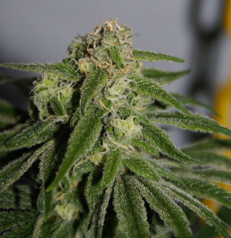PlantBtip1.jpg