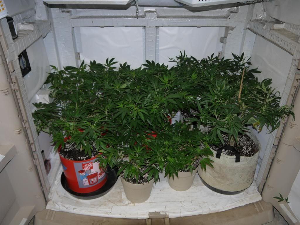 VegprOn2_zpsa051b44f.jpg