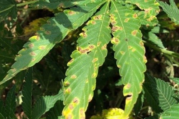 101growlights.com