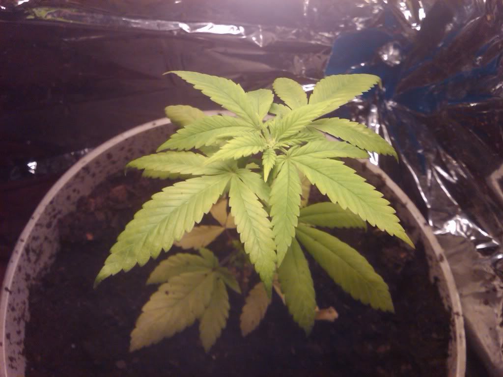 plant17.jpg