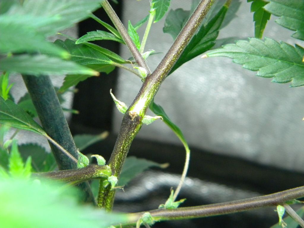 DSCN3563.jpg
