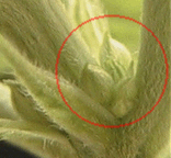 male_preflower1.jpg