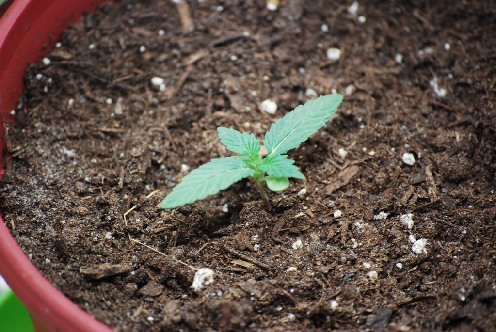 weednigga004.jpg
