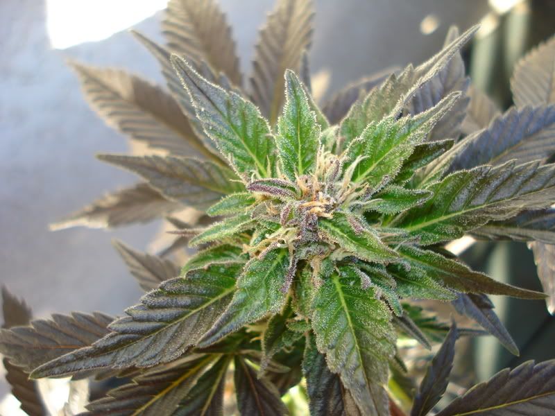 plant051.jpg