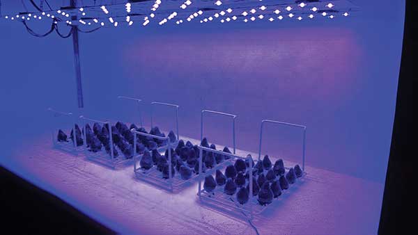 Postscripts_LED.jpg