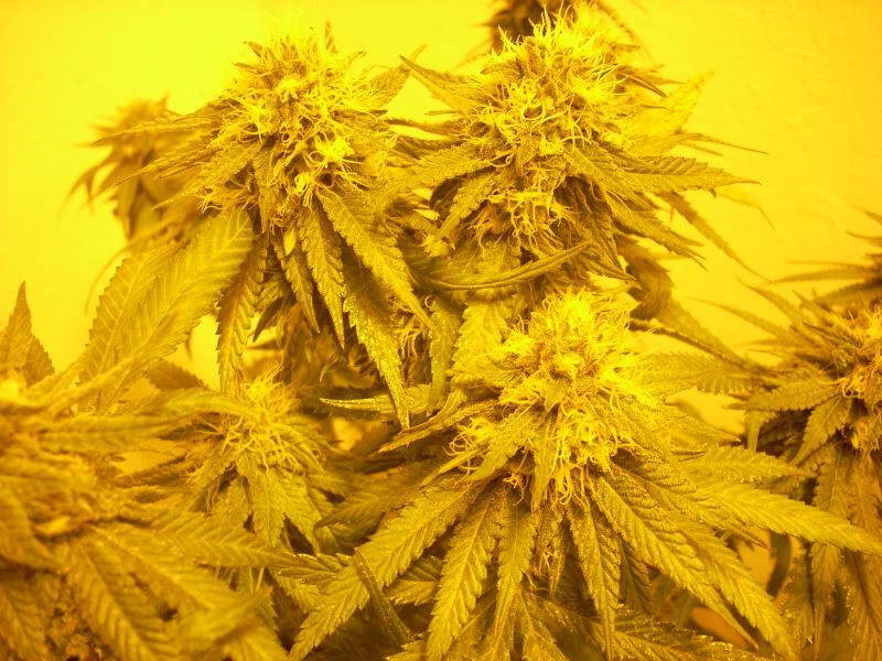 plantpics010.jpg