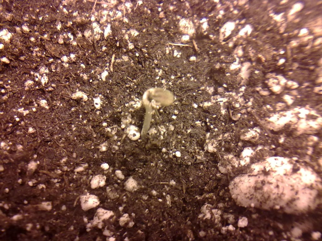 DAY3_PLANT3.jpg