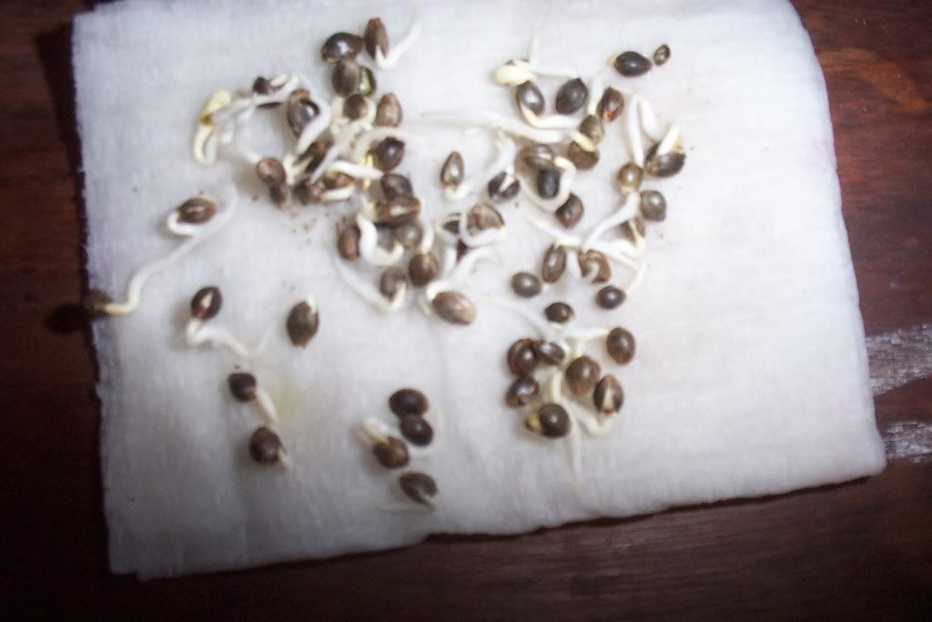 sprouts003.jpg