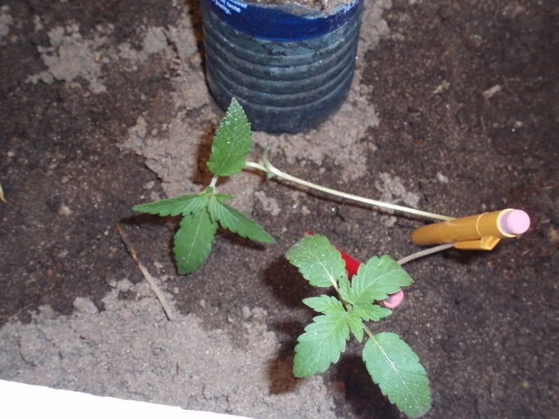 P1010747.jpg