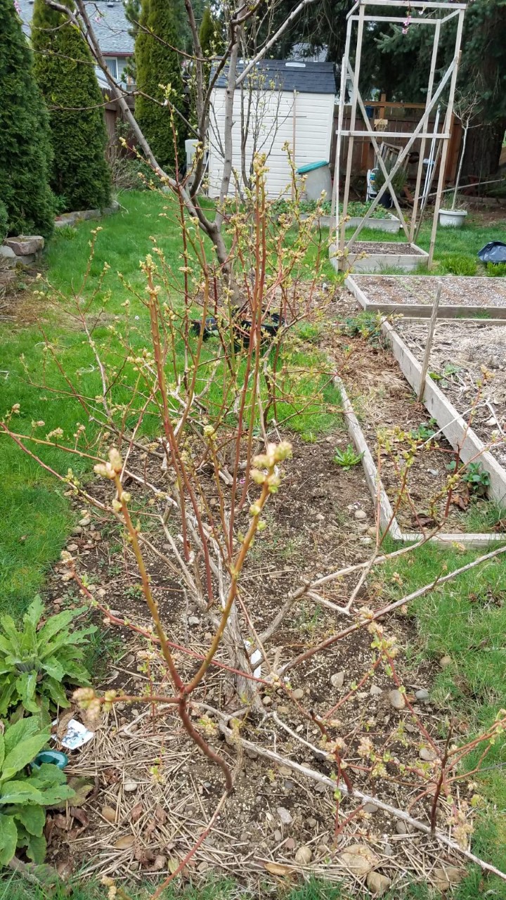blueberries44.jpg