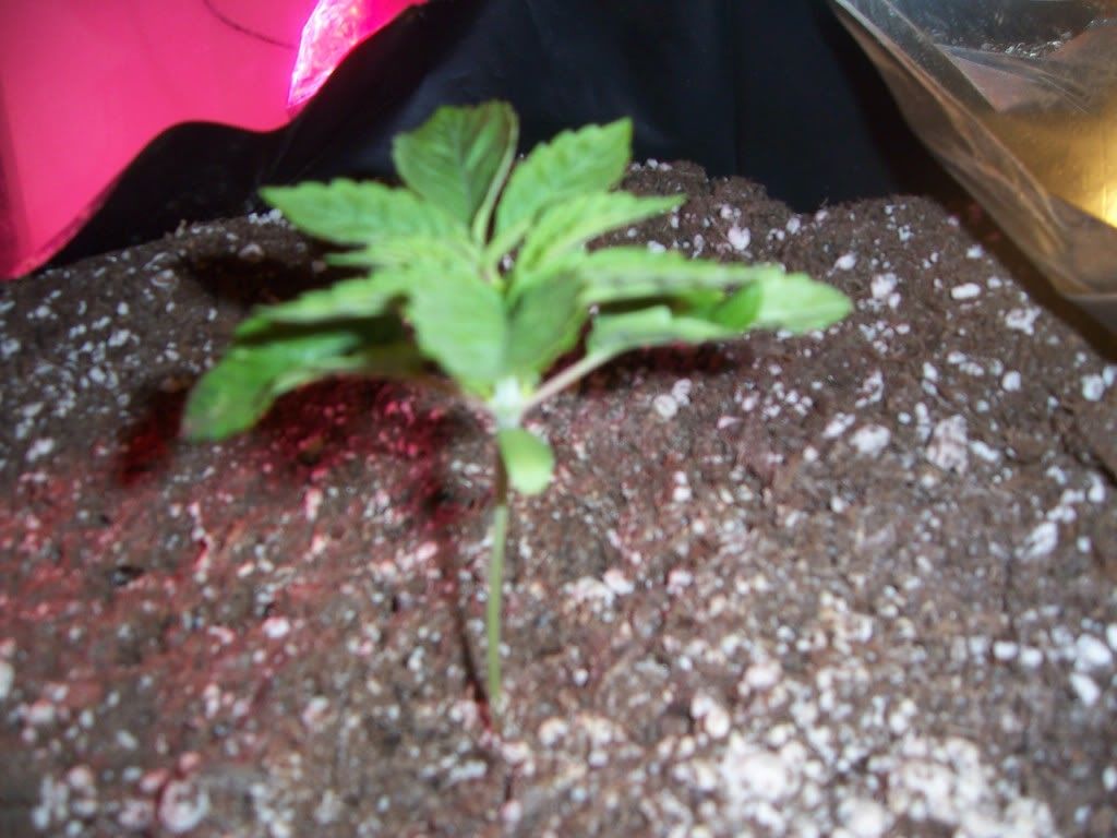 100_4036.jpg
