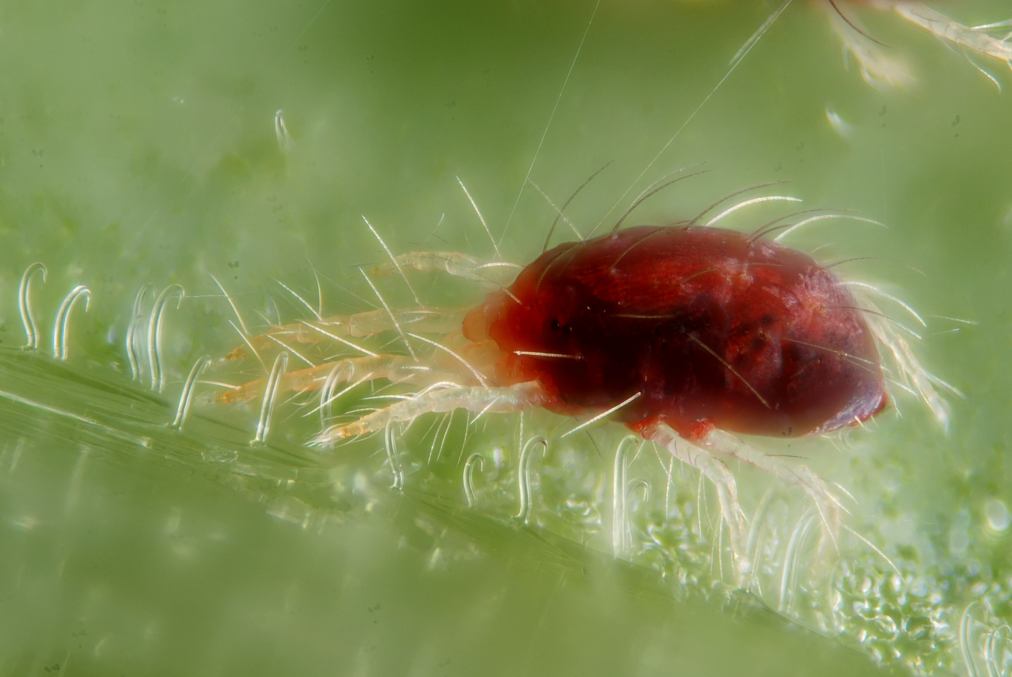 Tetranychus_urticae_with_silk_threads.jpg
