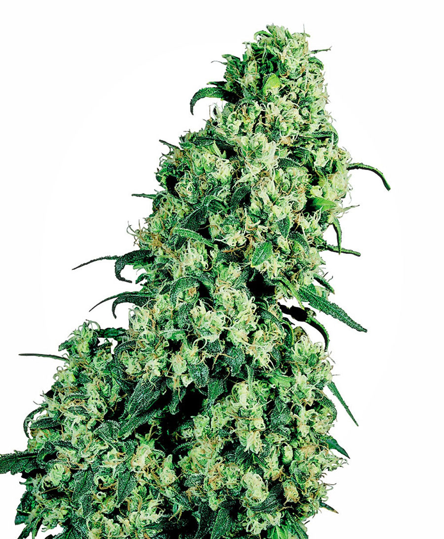 skunk-1-xl.jpg