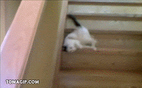 gifs_01.gif