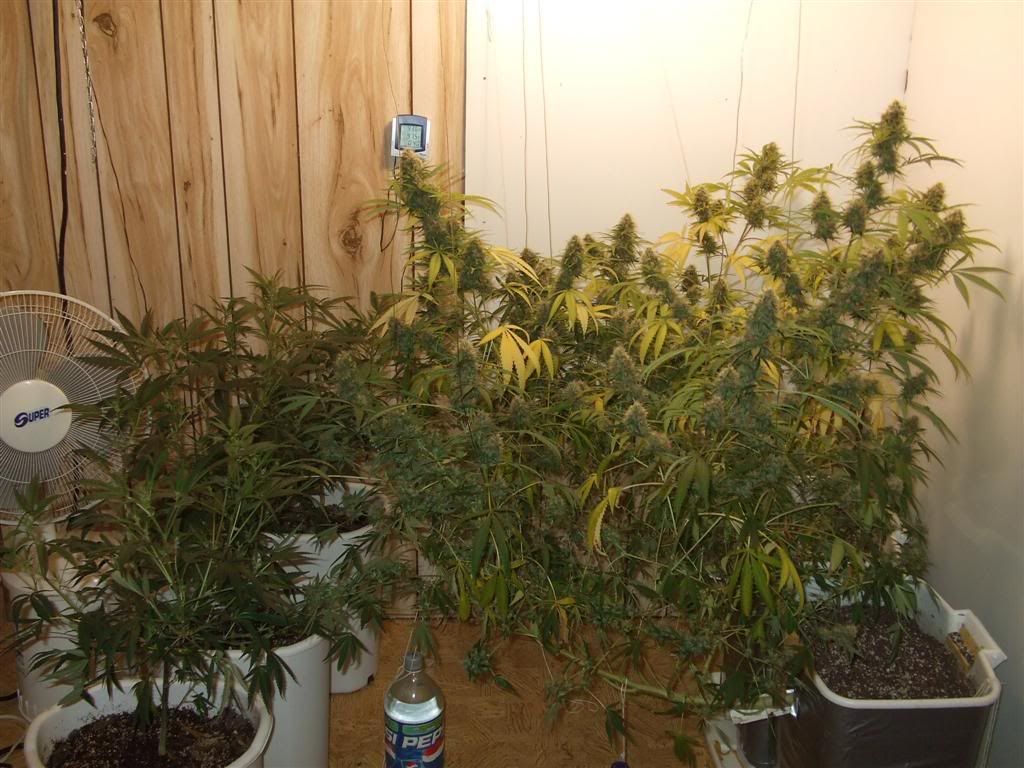 fullroom46days.jpg