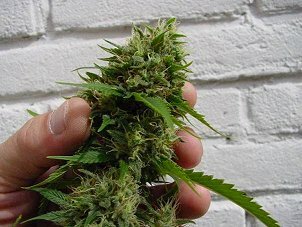Citral_Close_To_Harvest.jpg