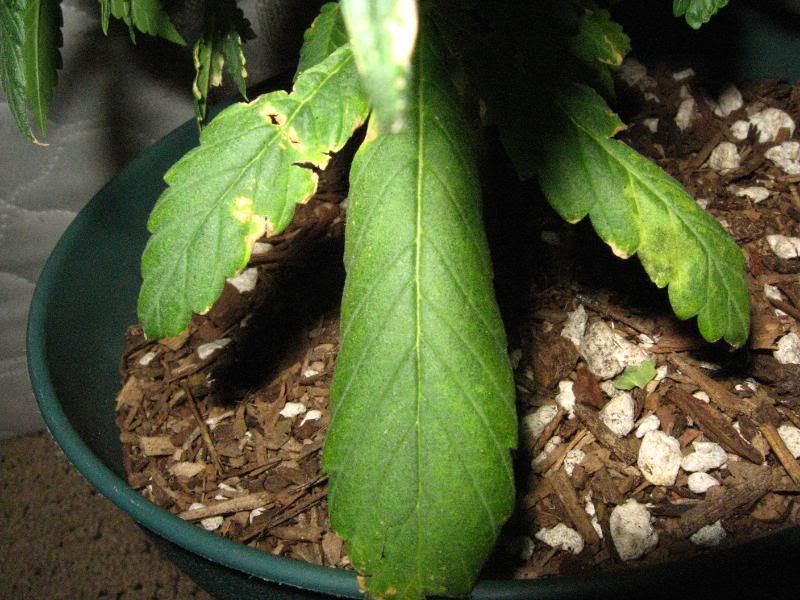 Plants3.jpg