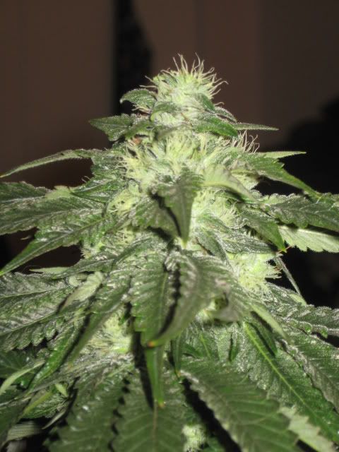 Plants015.jpg