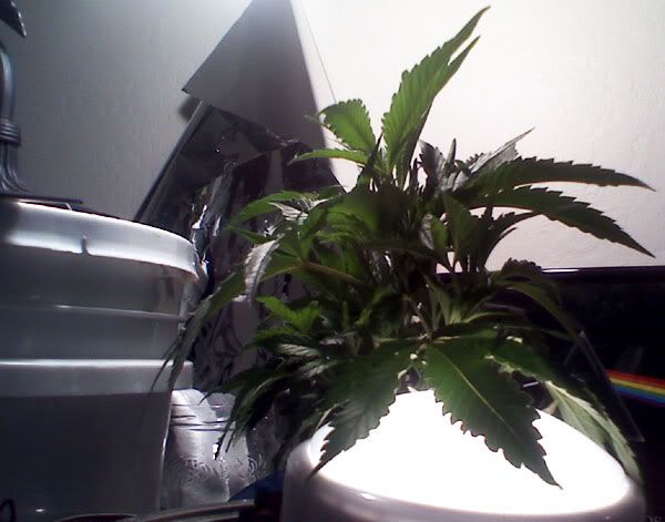 grow3_3.jpg