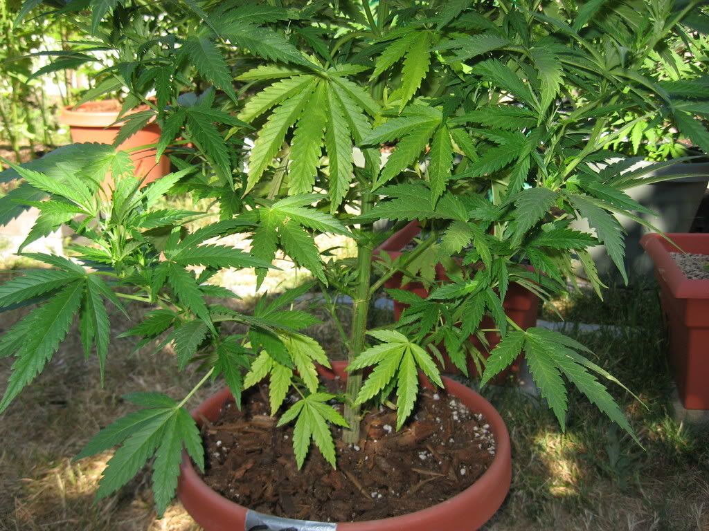 IMG_1268.jpg