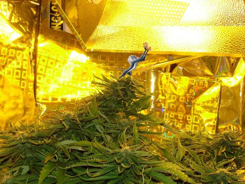 lionbud.jpg