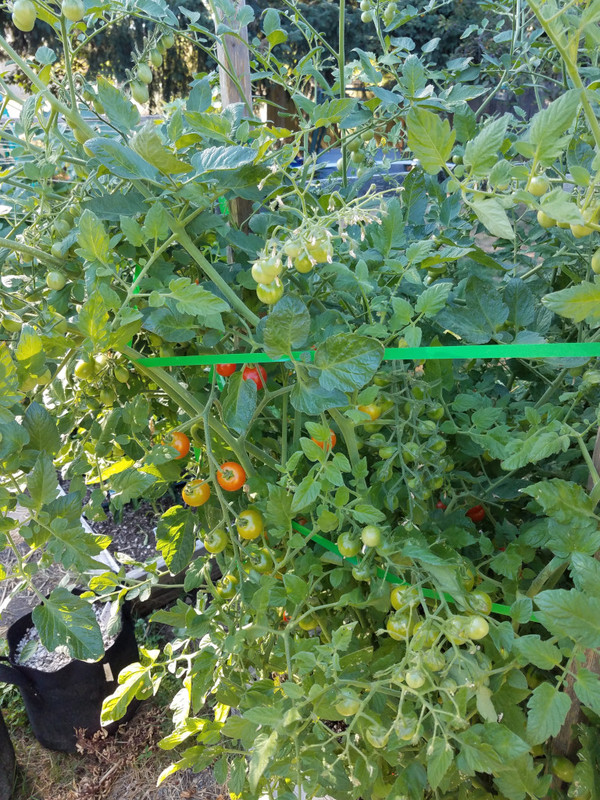 tomato5c.jpg