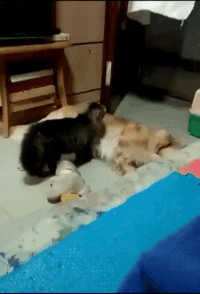 gifs_15.gif