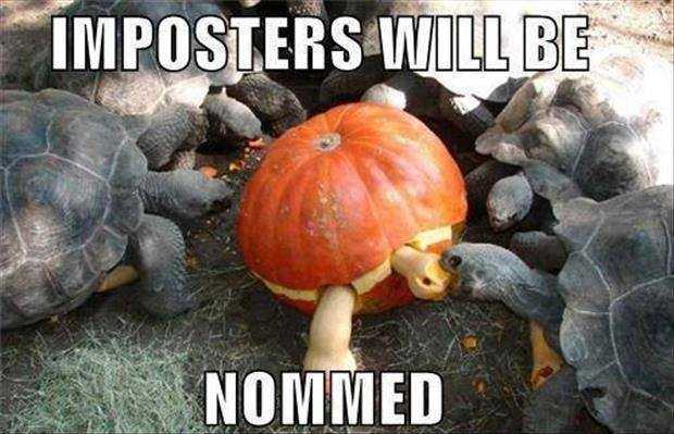funny-turtle-meme-pictures.jpg