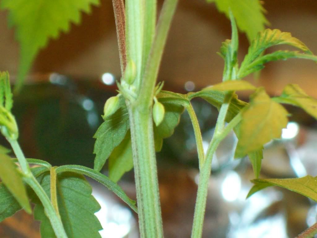 moreofmyplants047.jpg