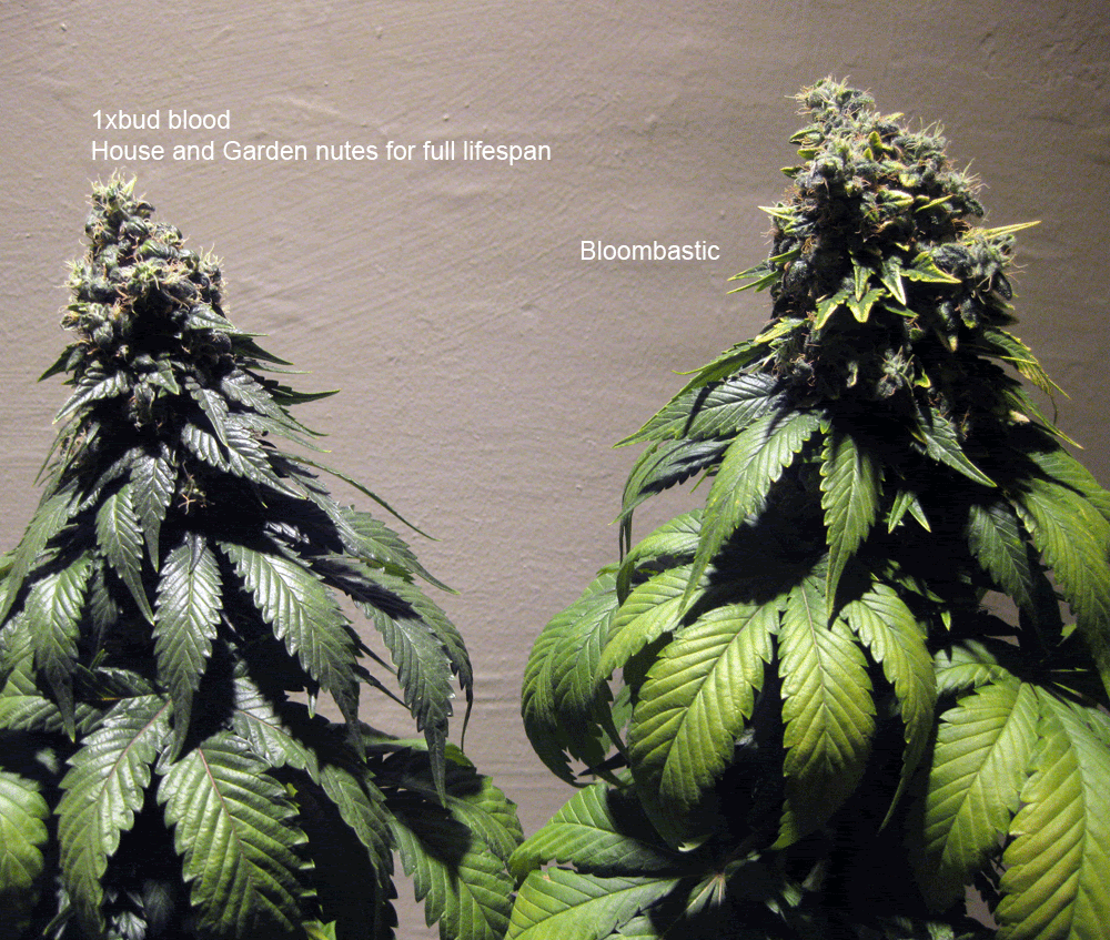 bud-blood-experiences-page-2-rollitup