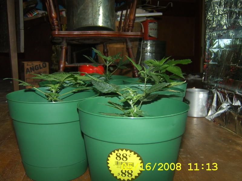 DCAM0174.jpg