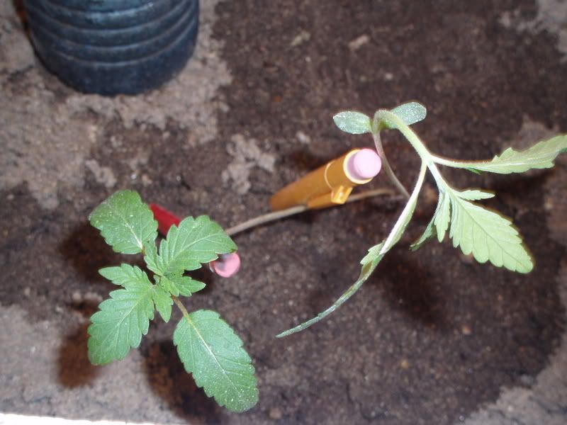 P1010745.jpg