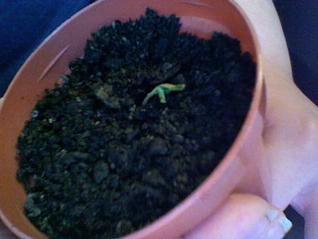 Photo154.jpg