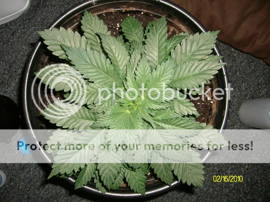 Day21-Week3-Day1Flowering.jpg