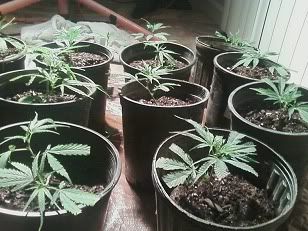 weed.jpg