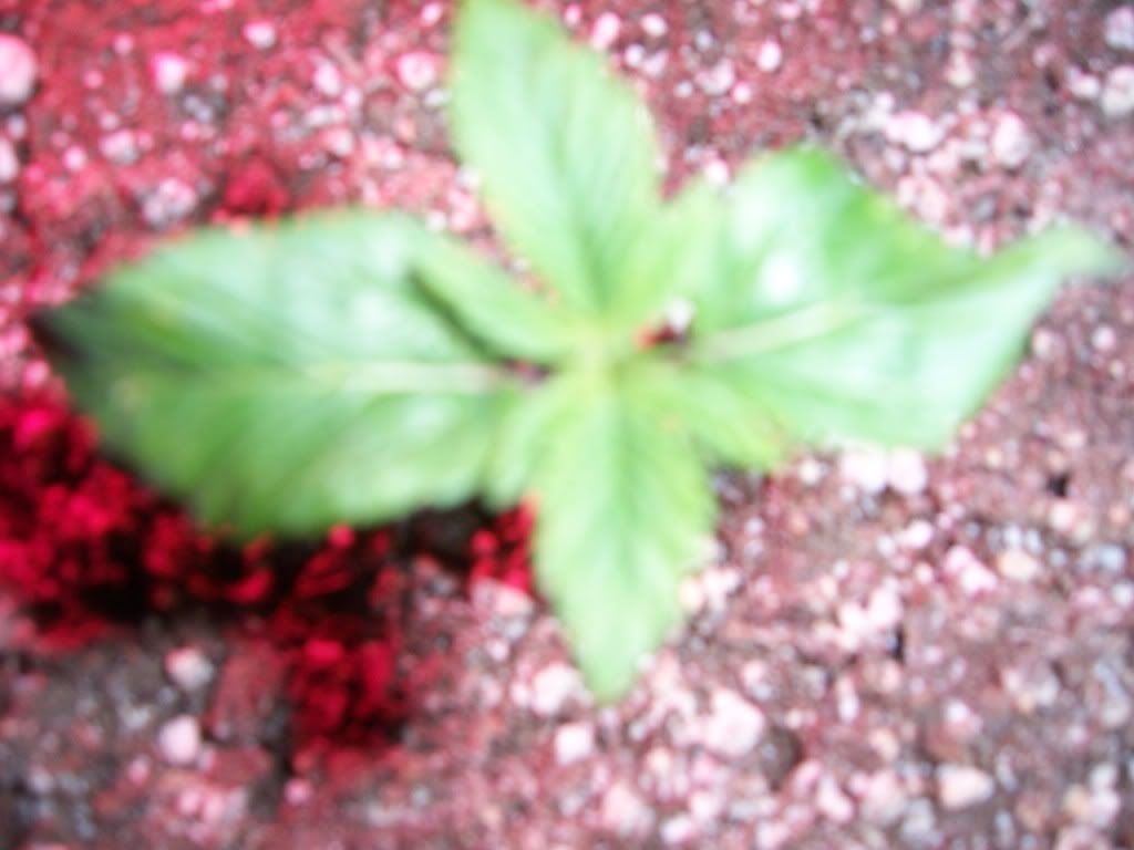 100_4029.jpg